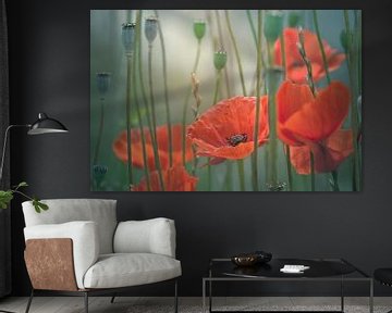 Coquelicots pittoresques sur Arja Schrijver Photographe