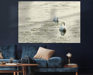 Two swans by Merijn van der Vliet