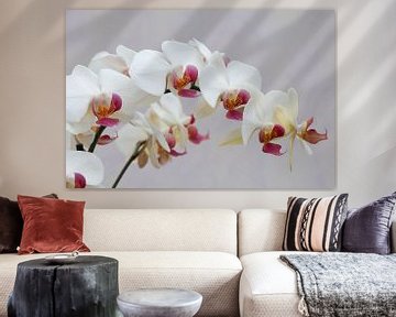 White orchid (Orchideae) sur Tamara Witjes