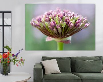 Sierui (Allium) van Tamara Witjes