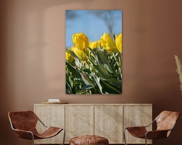 Gele tulp, Bellona Design  van Jeffry Clemens