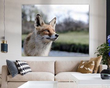 Vos Amsterdamse waterleidingduinen van Annemarie Winkelhagen