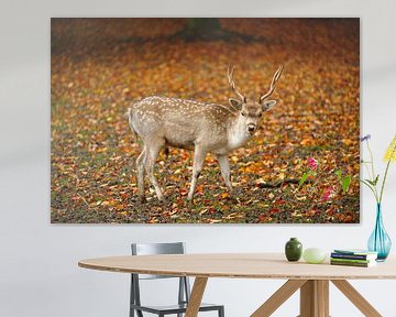 Deer in autumn by Merijn van der Vliet