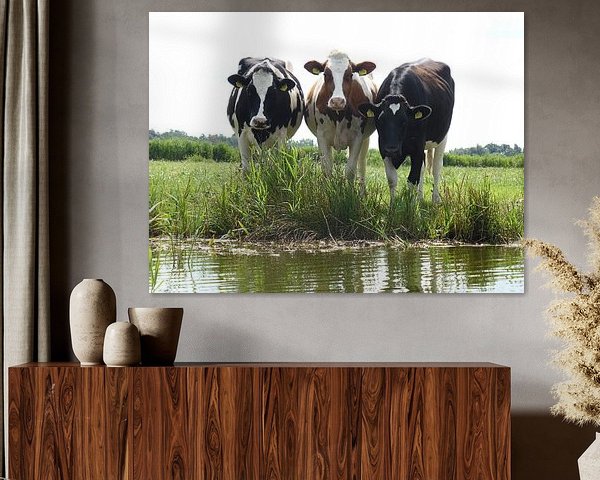 Kühe am Wasserrand in Nordholland