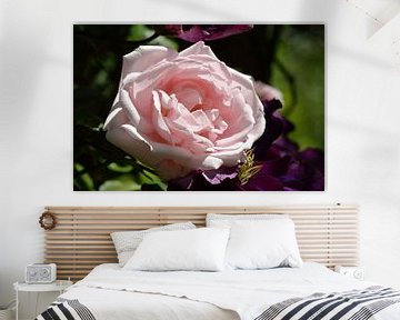 Mooie grote roze roos van Jeffry Clemens