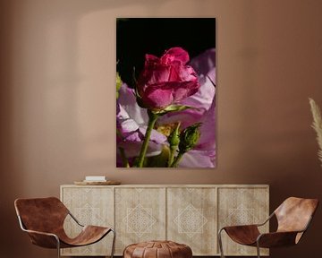 Dark pink rose by Jeffry Clemens