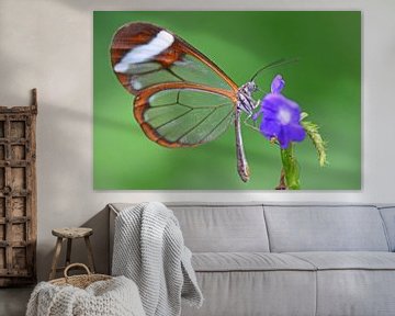 Glasvleugel vlinder van Rene Mensen
