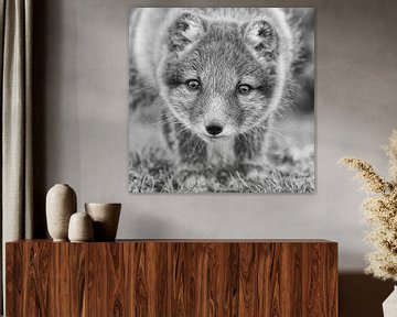 Arctic fox juvenile by Menno Schaefer