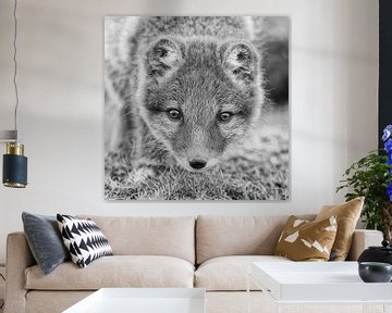 Een jonge Poolvos van Menno Schaefer