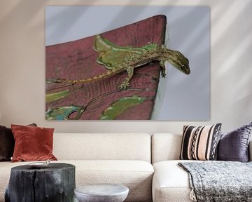 Gekko - Gecko van Gonnie van Hove