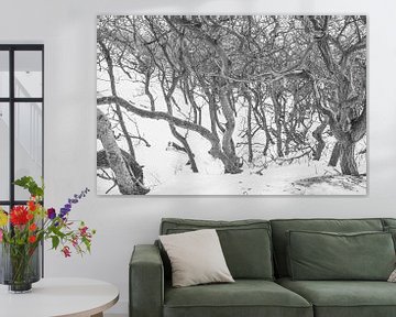 Kale bomen in de sneeuw van Peter Schütte