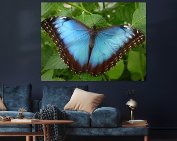 Blauwe vlinder Macro