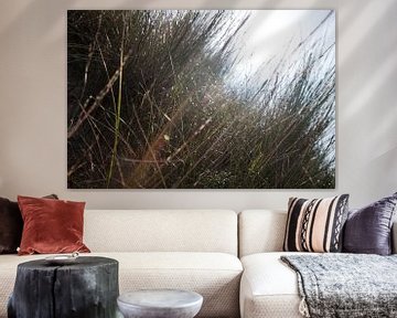 Dune grass with backlight by Ramon Bovenlander