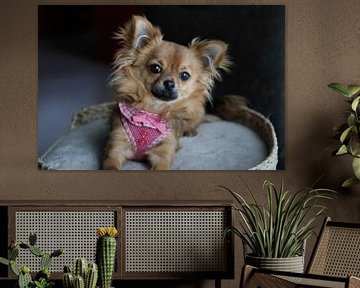 Chihuahua pup ligt in een mandje by Arline Photography