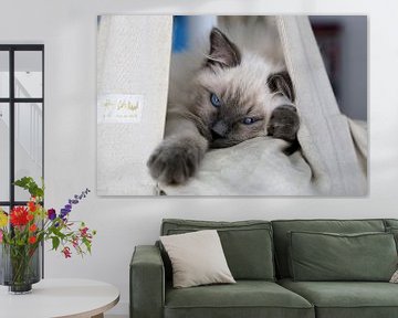 Blue colourpoint Ragdoll kitten met blauwe ogen