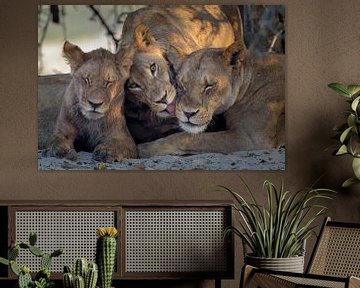 Famille du lion sur Richard Guijt Photography