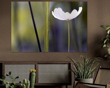 Witte bloem 2