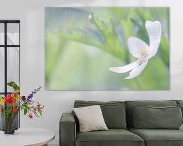 Witte bloem 1
