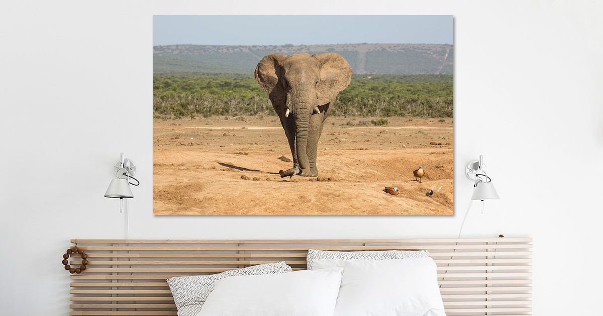 Toocool - Damesbroek bel hoge taille olifant elastisch Hot Nieuw AS-531, Beige, L