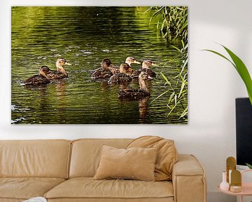 Tous les canards qui nagent dans l'eau sur Art by Jeronimo