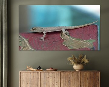 Gekko - Gecko von Gonnie van Hove