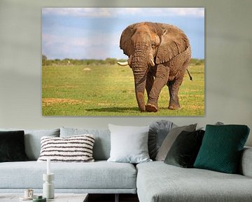 male african elephant, Loxodonta africana by W. Woyke