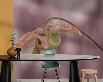 Roze vleesetende plant van Simone Meijer