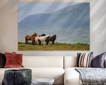 Icelandic horse sur Menno Schaefer