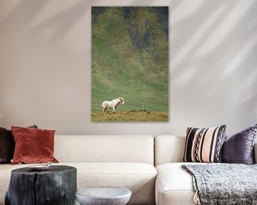 Icelandic horse von Menno Schaefer