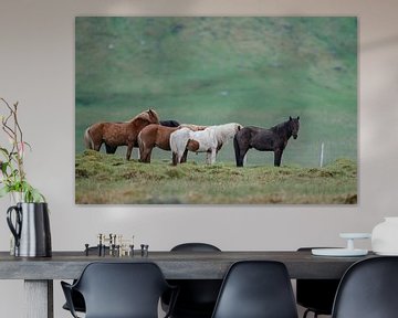 Icelandic horse von Menno Schaefer