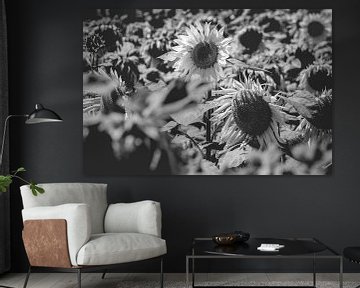 Sonnenblumenfeld in schwarz-weiß von Fotografiecor .nl