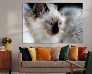 Ragdoll kitten met blauwe ogen van Arline Photography