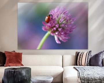 Ladybird on a red clover