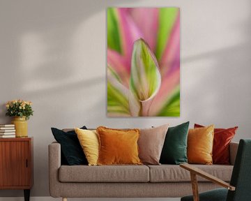 Roze/groene kamerplant van Tamara Witjes