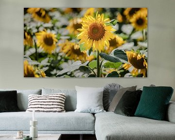 Gelbe Sonnenblumen auf dem Feld von Fotografiecor .nl