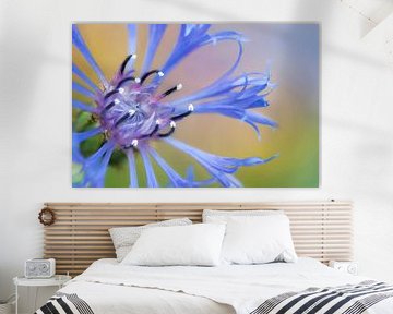 Close up of a blue cornflower