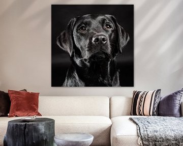 Black dog, Labrador Retriever by Hennnie Keeris