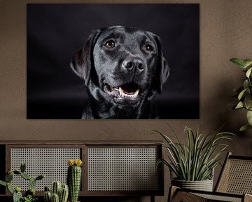 Zwarte hond, Labrador Retriever von Hennnie Keeris