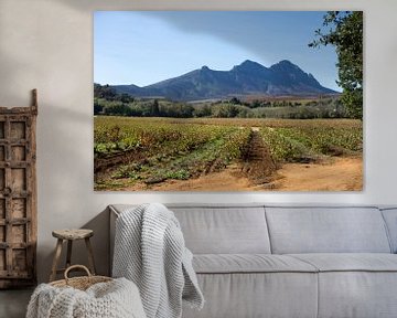 Wijngaard bij Stellenbosch, Zuid-Afrika van Ron Poot