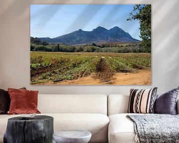 Vineyard at Stellenbosch, South Africa.  by Ron Poot