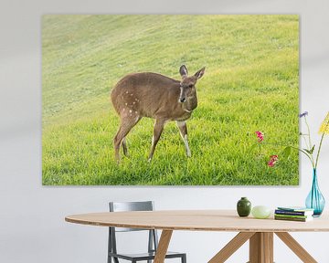 Gewone duiker aan de kust van Tsitsikamma natuurreservaat. 