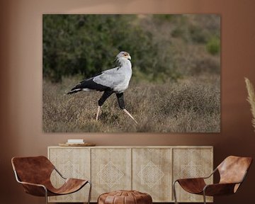 Een secretarisvogel op jacht in Addo Elephant Park.