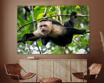 Macaque dans le PN de Corcovado, Costa Rica sur Martijn Smeets