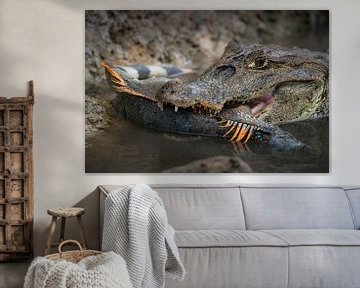 Cayman with captured iguana - Cano Negro, Costa Rica by Martijn Smeets