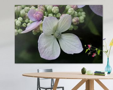 Hortensia bloemetje van Sandra Loermans-Borgman