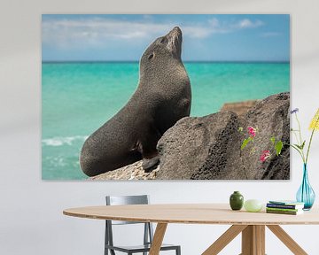 NZ Fur Seal op de rotsen van Oamaru, Nieuw-Zeeland van Martijn Smeets