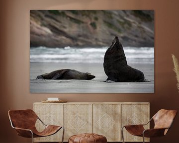 Two fur seals on Wharariki Beach, New Zealand by Martijn Smeets
