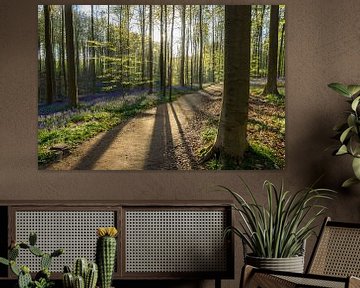 Gegenlicht im Haller Wald von Michel van Kooten