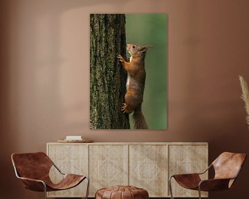 Rode eekhoorn op boom van Richard Guijt Photography