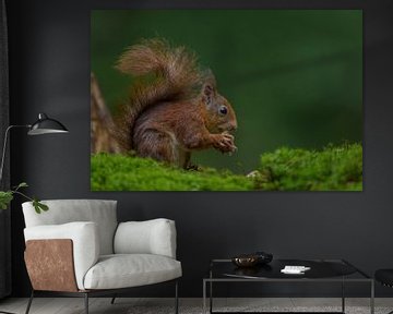 Rode eekhoorn eet walnoot van Richard Guijt Photography